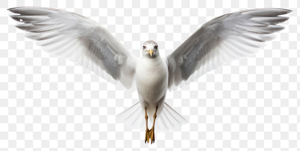 PNG  Gull bird seagull animal flying.