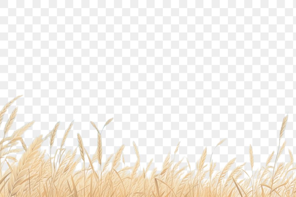 PNG  Blue sky and wheat field backgrounds outdoors horizon.