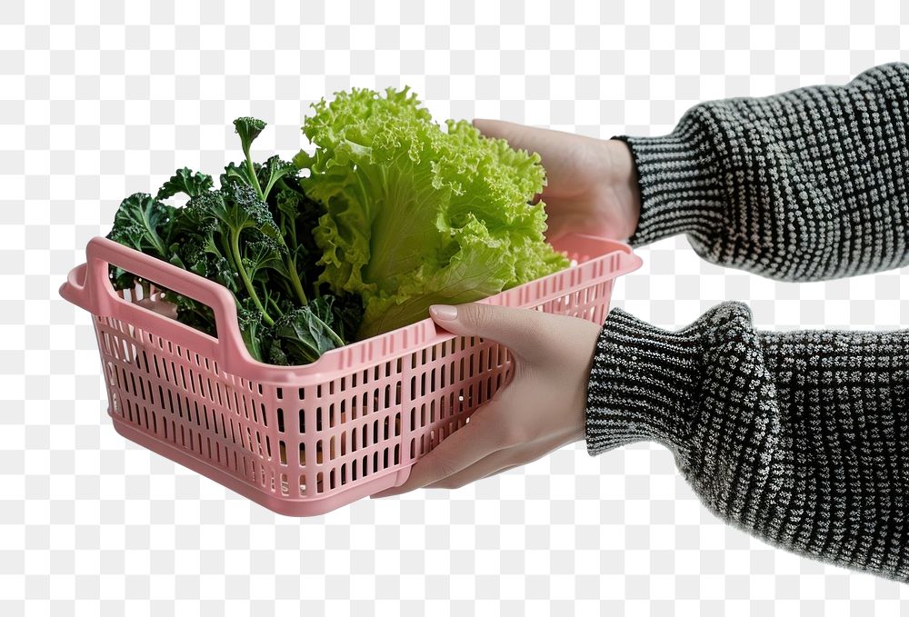 PNG  Vegetable lettuce basket plant. AI generated Image by rawpixel.