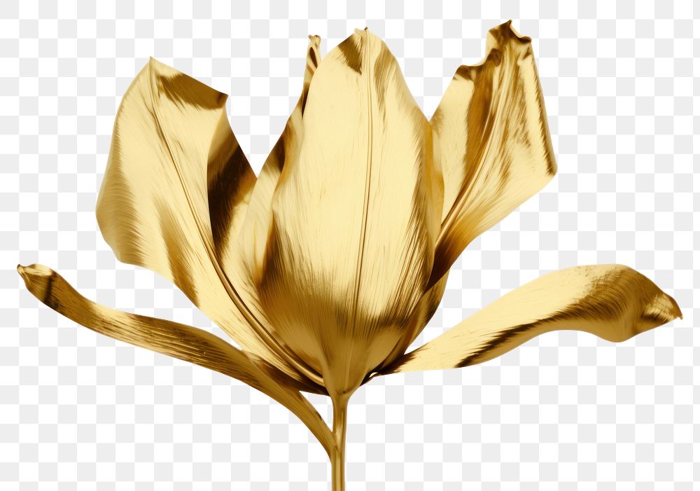 PNG  Tulip flower gold petal plant. 