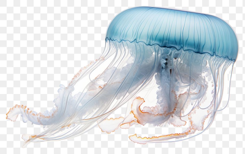 PNG  Box jellyfish animal white background invertebrate.