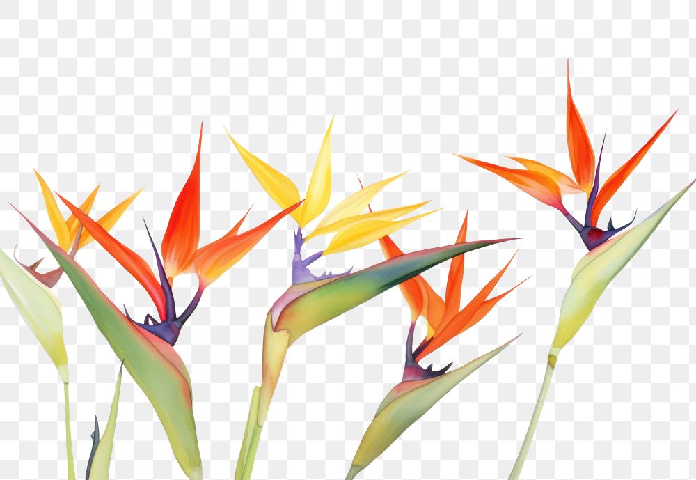PNG Bird of paradise flower border plant petal white background.