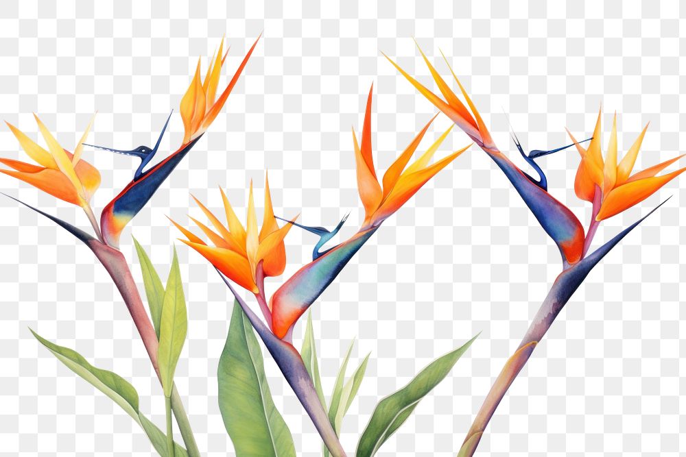 PNG Bird of paradise flower border plant white background inflorescence.