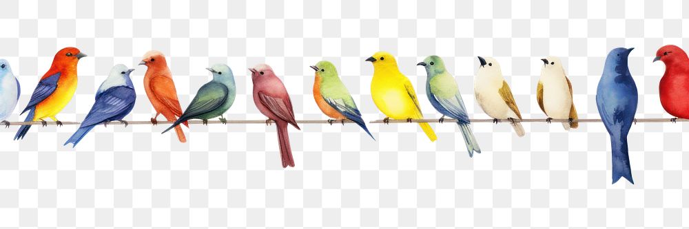 PNG Birds border animal canary white background.