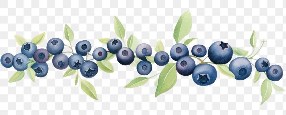 PNG Blueberries border blueberry fruit plant.