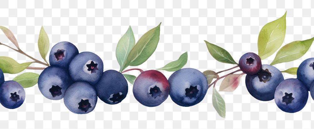 PNG Blueberries border blueberry fruit plant.