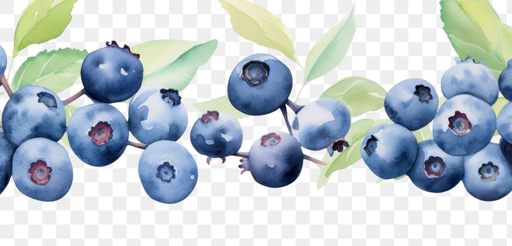 PNG Blueberries border blueberry fruit plant.