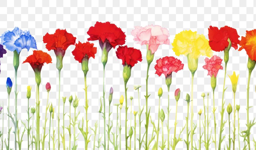 PNG Carnation border backgrounds outdoors flower.