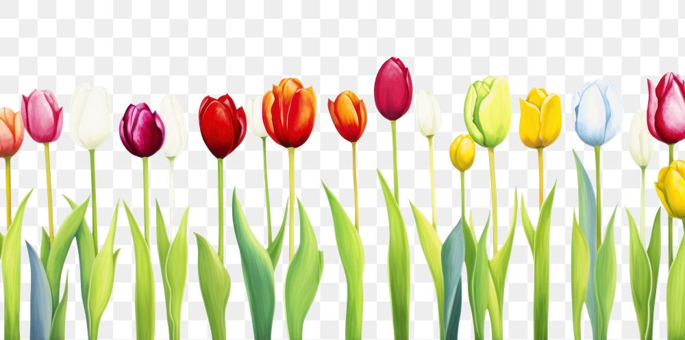 PNG Colorful tulip border flower plant white background.