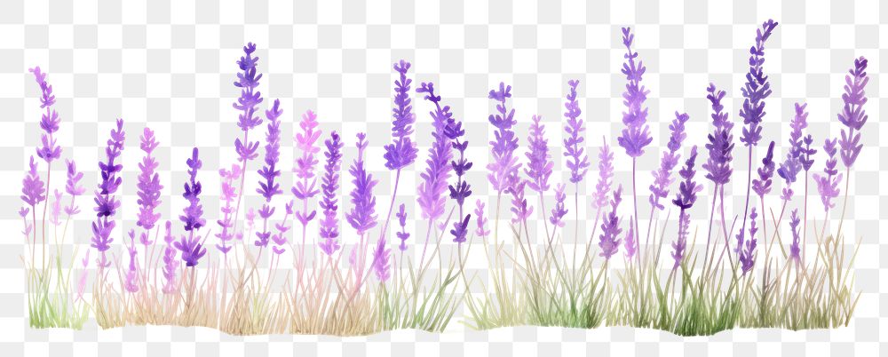 PNG Lavender border blossom flower purple.