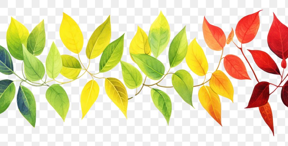 PNG Leaves border backgrounds plant leaf.