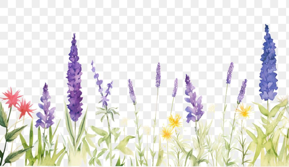 PNG Purple flower border lavender outdoors blossom.