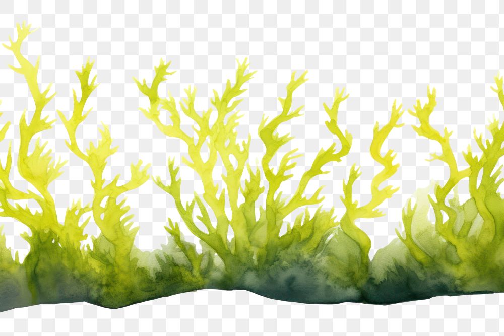 PNG Seaweed border plant white background tranquility.