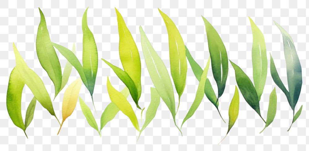 PNG Tea leaves border backgrounds plant leaf.