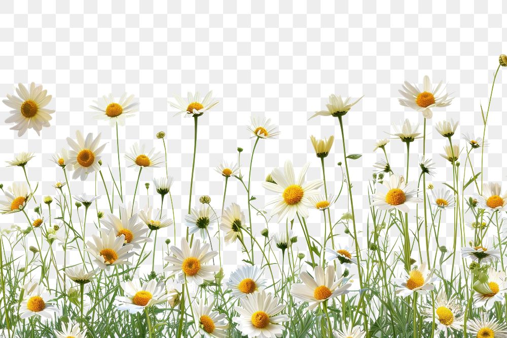 PNG  Daisy backgrounds outdoors flower.