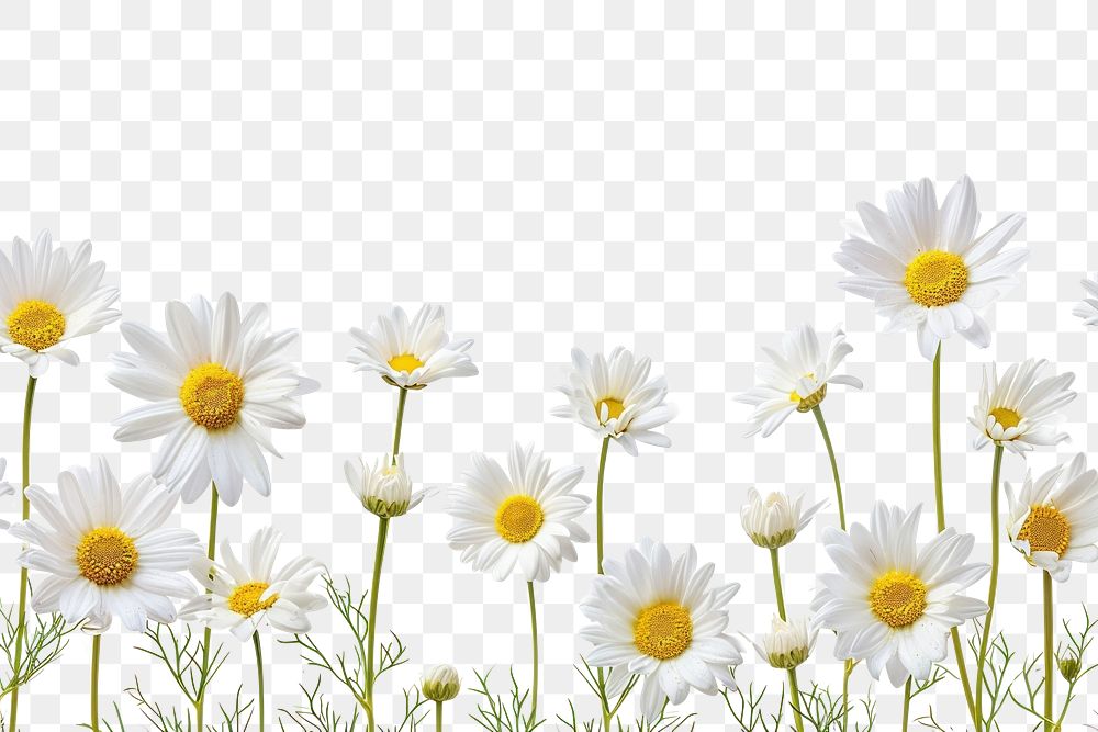 PNG  Daisy backgrounds blossom flower.