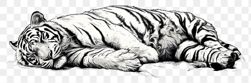 PNG Napping tiger drawing animal mammal.
