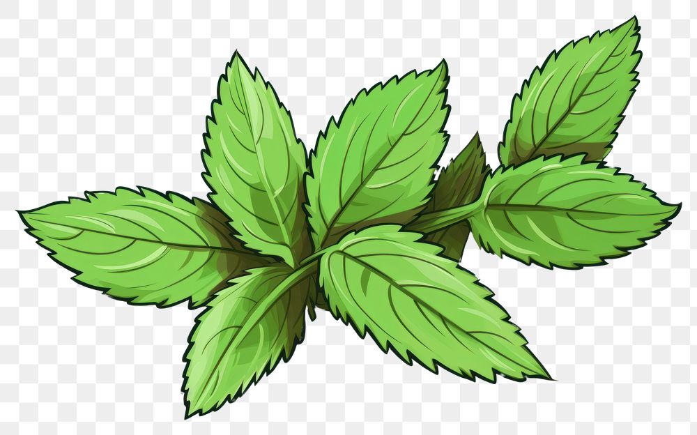 PNG Plant leaf green herbs.