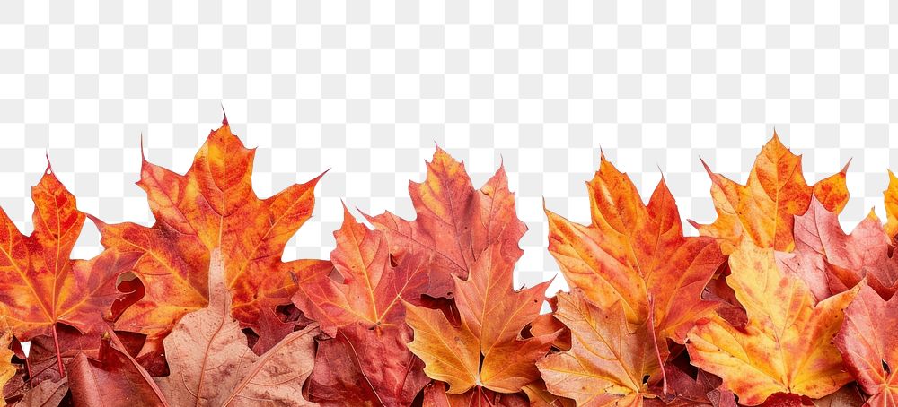PNG  Maple backgrounds plant leaf.