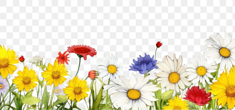 PNG  Daisy border backgrounds sunflower outdoors.