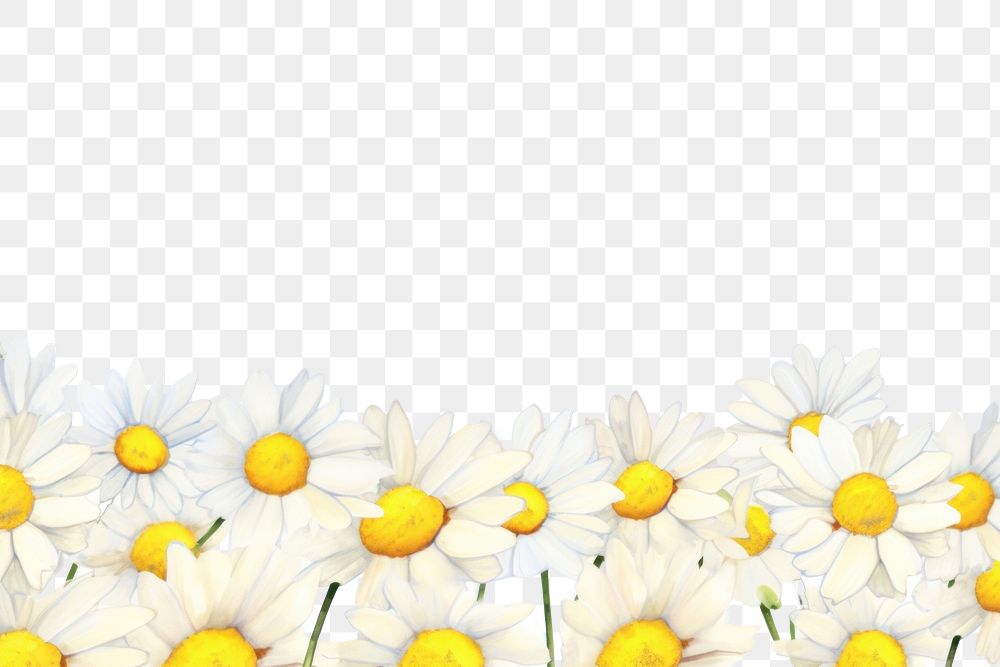 PNG  Daisy border backgrounds outdoors flower.