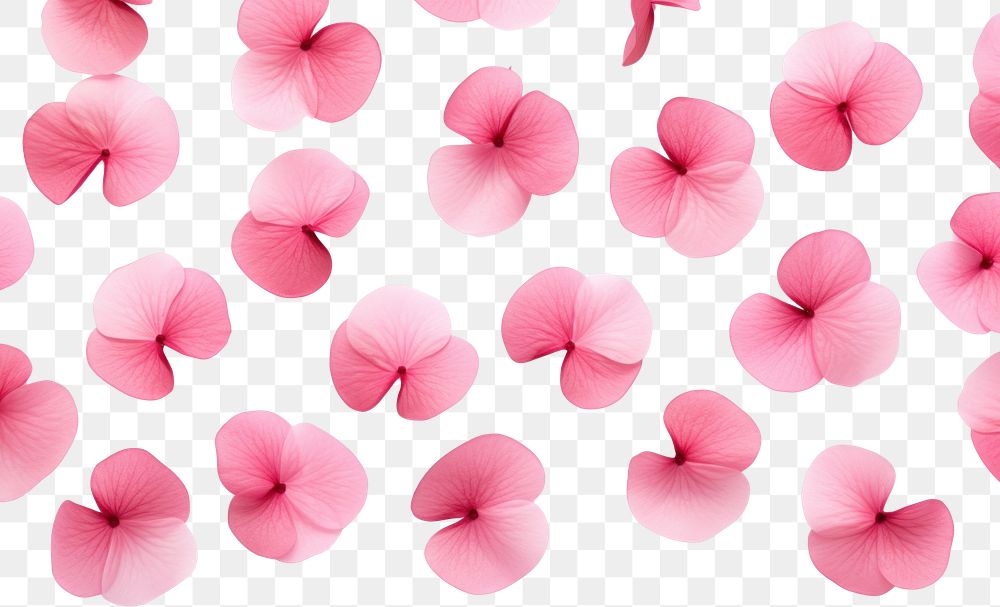 PNG  Pink petals backgrounds flower plant.
