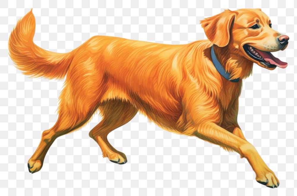 PNG  Retriever mammal animal dog. AI generated Image by rawpixel.