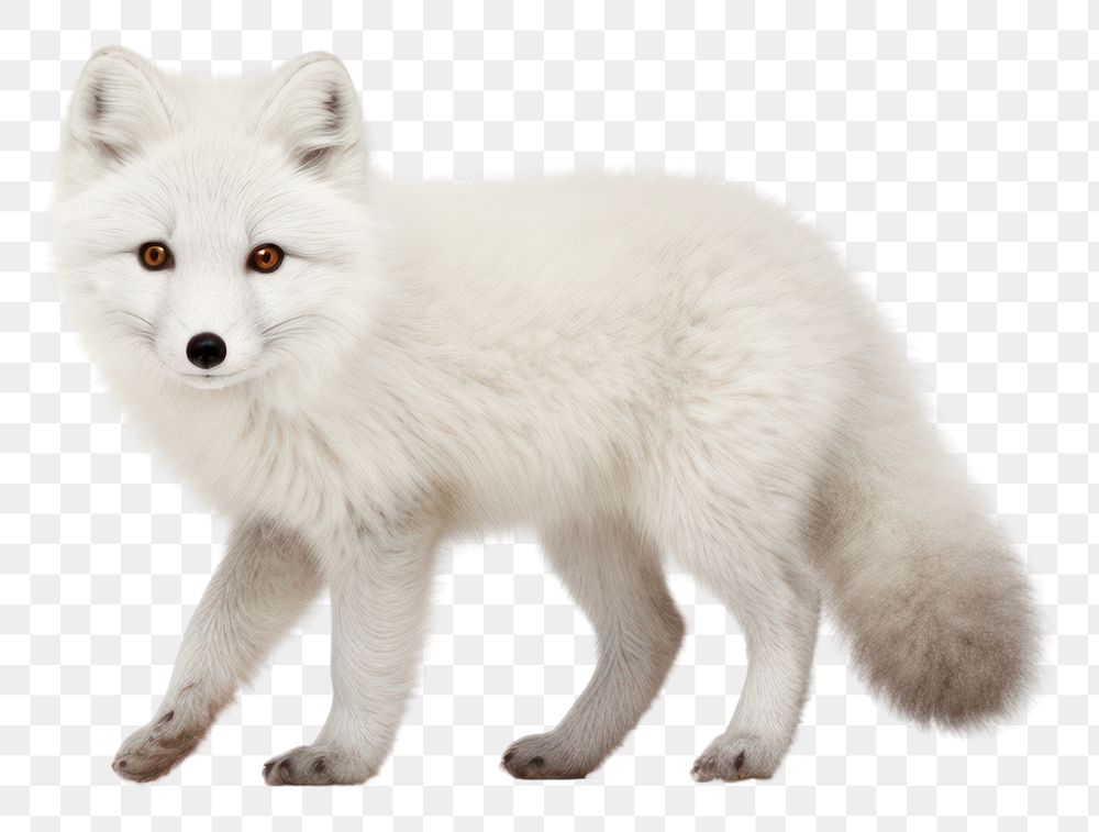 PNG  Arctic fox wildlife animal mammal.
