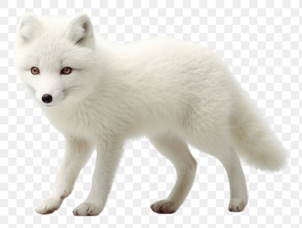 PNG  Arctic fox wildlife animal mammal.