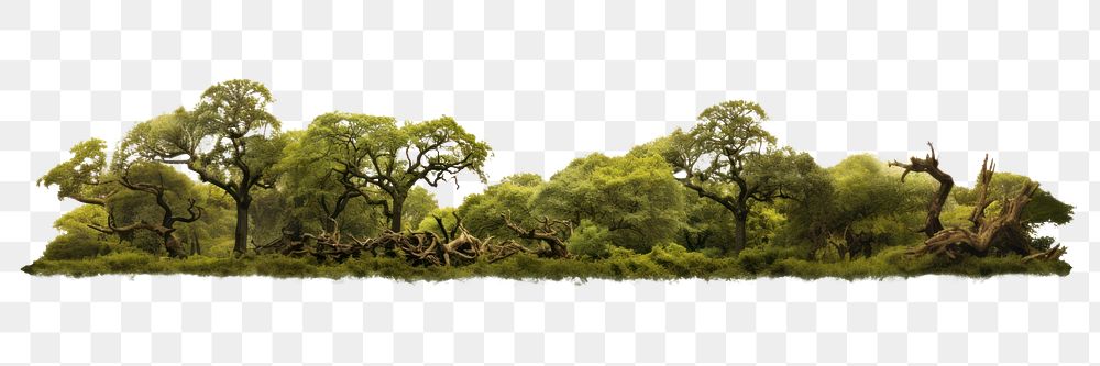 PNG Oak forest landscape nature vegetation. AI generated Image by rawpixel.