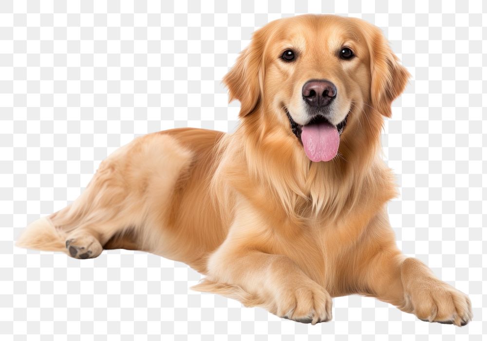 PNG  Golden retriever mammal animal pet. AI generated Image by rawpixel.