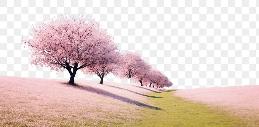 PNG Hilly grass field with cherry blossom trees landscape nature outdoors. 