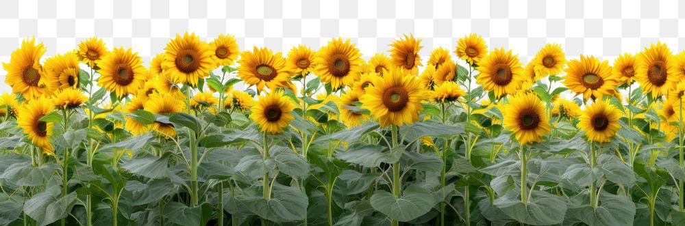 PNG Hilly sunflower fields nature backgrounds landscape. 