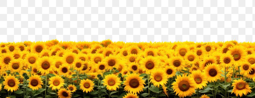 PNG Hilly sunflower fields nature backgrounds landscape. AI generated Image by rawpixel.