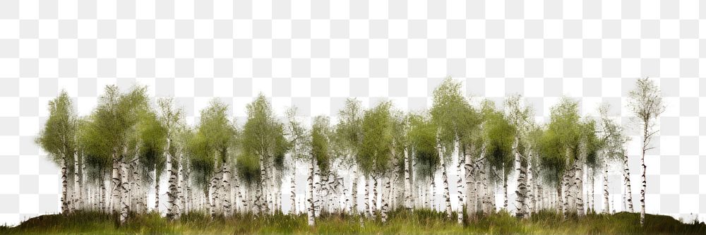 PNG Layer of birch forest nature landscape outdoors. AI generated Image by rawpixel.