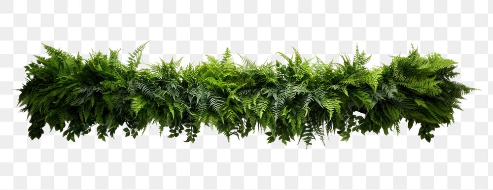 PNG Layer of ferns nature plant green