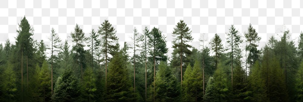 PNG Pine forest nature landscape outdoors. AI generated Image by rawpixel.
