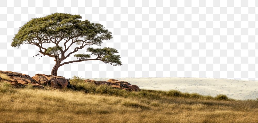 PNG Landscape nature tree outdoors. AI generated Image by rawpixel.