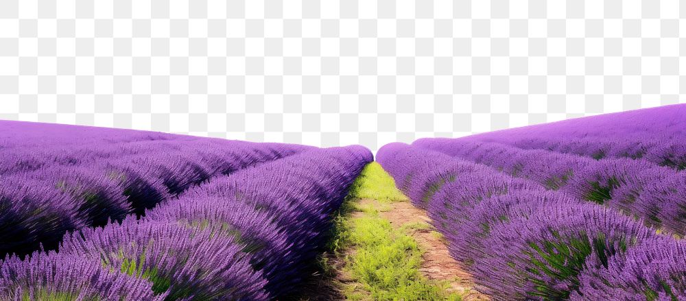 PNG Lavender outdoors blossom flower. AI generated Image by rawpixel.