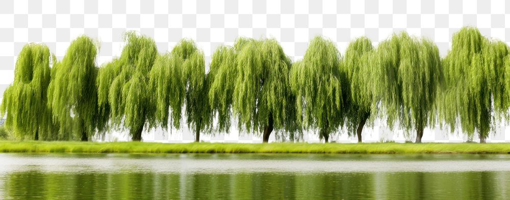 PNG Willow trees forest nature landscape outdoors. AI generated Image by rawpixel.