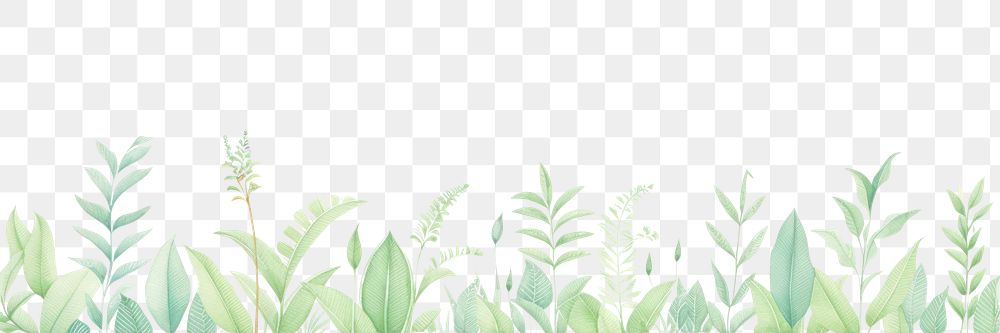 PNG  Tropical divider watercolour illustration backgrounds outdoors nature.