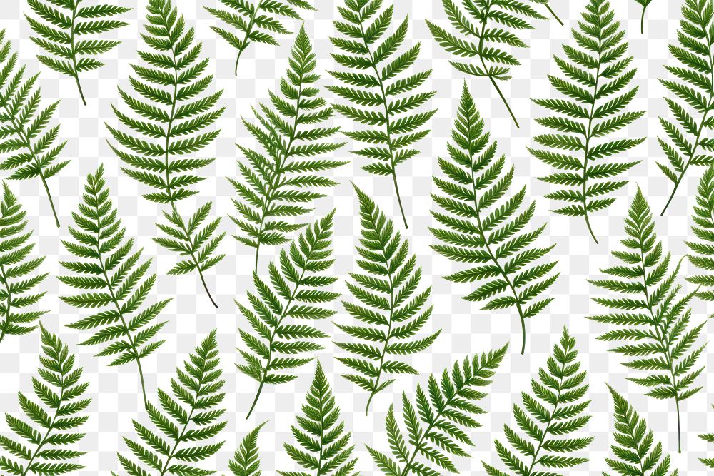 PNG Cute green fern pattern background backgrounds plant leaf.