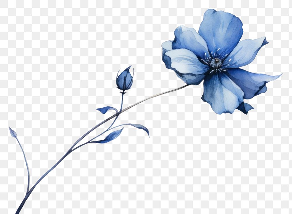 PNG Blue flower blossom petal plant. 