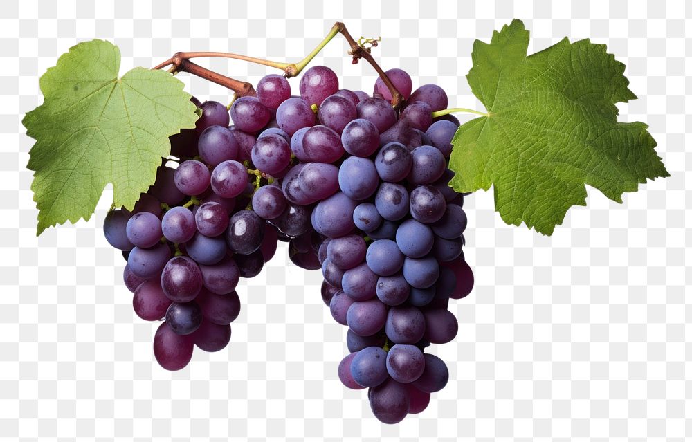 PNG Grape vine grapes purple fruit.