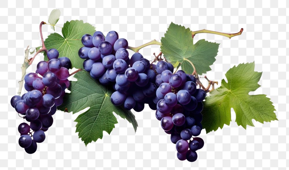 PNG Grape vine grapes purple fruit.