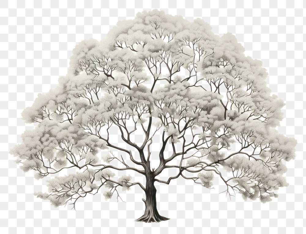 PNG Minimal tree drawing sketch | Free PNG - rawpixel