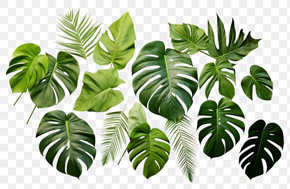 PNG  Isolated bunch of tropical leaves plant green leaf.