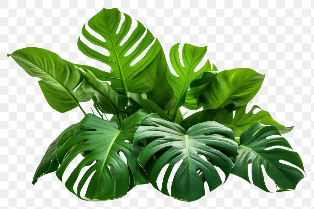 PNG  Isolated bunch of tropical leaves tropics plant leaf.