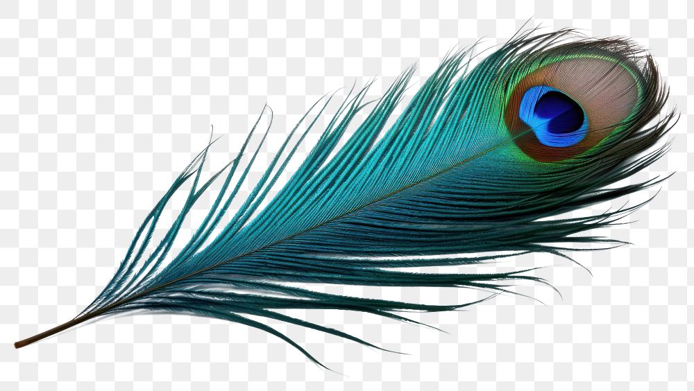 PNG  Peacock feather bird lightweight.