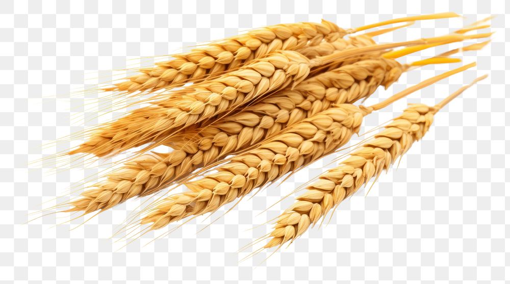 PNG Wheat food white background agriculture. AI generated Image by rawpixel.